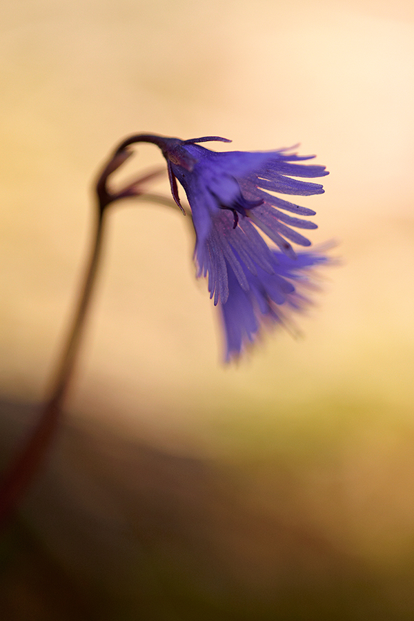 Alpen-Soldanelle (Soldanella alpina)