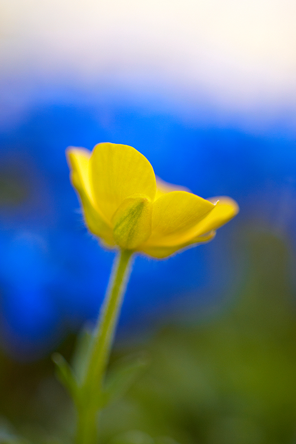 HahnenfuÃŸ (Ranunculus)
