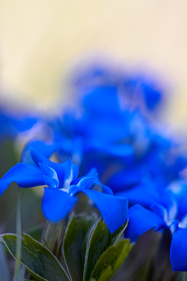 FrÃ¼hlings-Enzian (Gentiana verna)