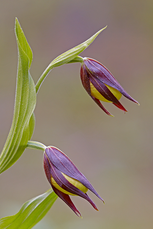 Gelber Frauenschuh (Cypripedium calceolus)