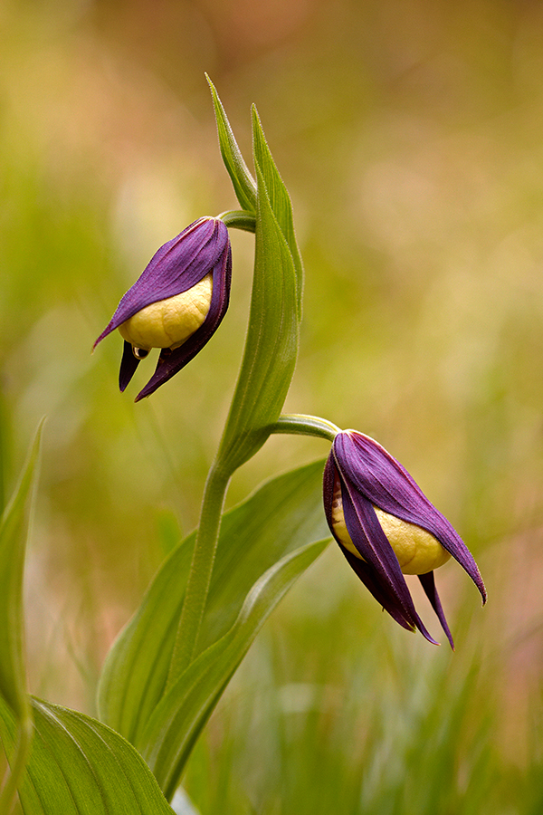 Gelber Frauenschuh (Cypripedium calceolus)