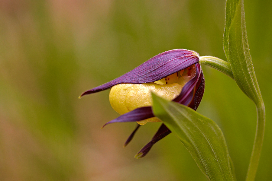 Gelber Frauenschuh (Cypripedium calceolus)