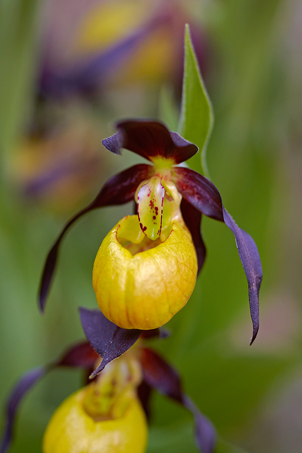 Gelber Frauenschuh (Cypripedium calceolus)