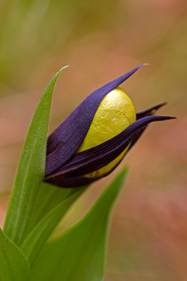 Gelber Frauenschuh (Cypripedium calceolus)