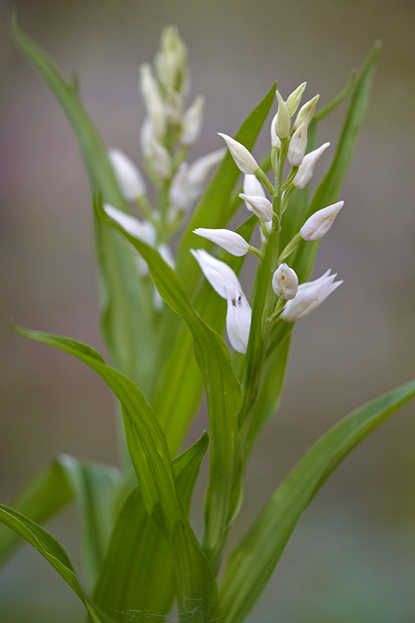 SchwertblÃ¤ttriges WaldvÃ¶glein (Cephalanthera longifolia)