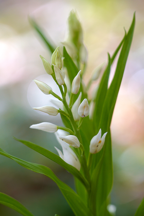 SchwertblÃ¤ttriges WaldvÃ¶glein (Cephalanthera longifolia)