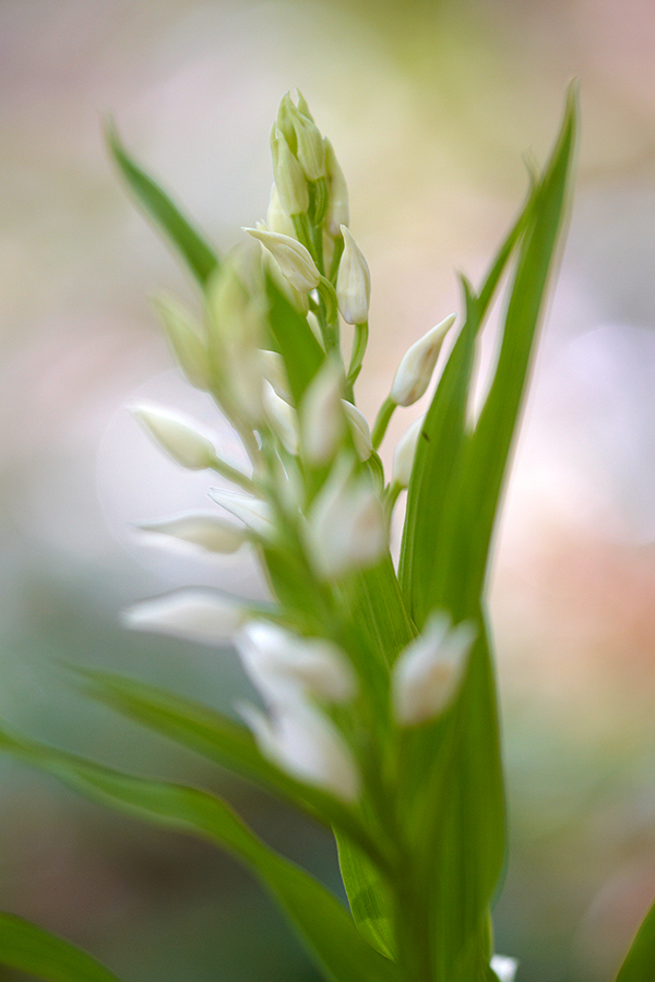 SchwertblÃ¤ttriges WaldvÃ¶glein (Cephalanthera longifolia)