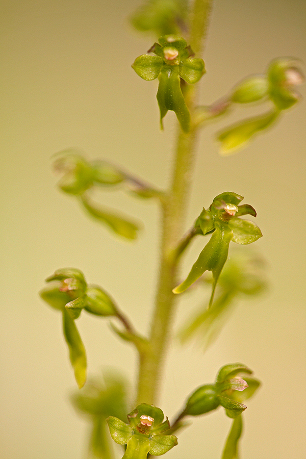 GroÃŸes Zweiblatt (Listera ovata)