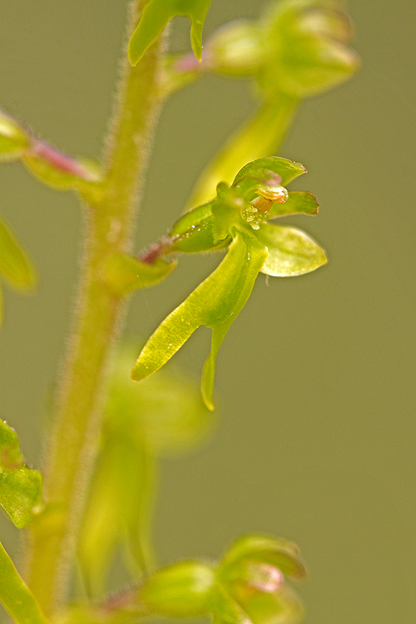 GroÃŸes Zweiblatt (Listera ovata)