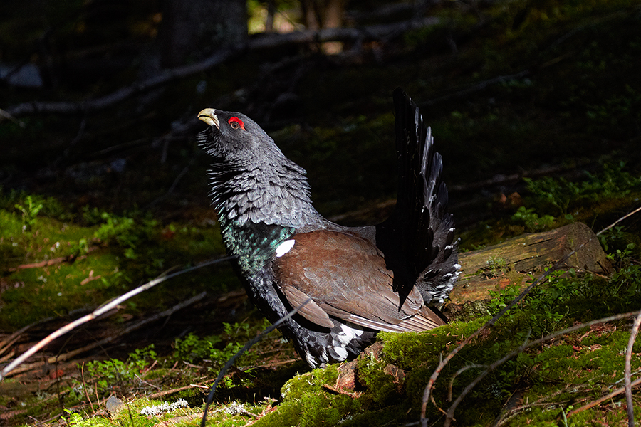 Auerhuhn (Tetrao urogallus)