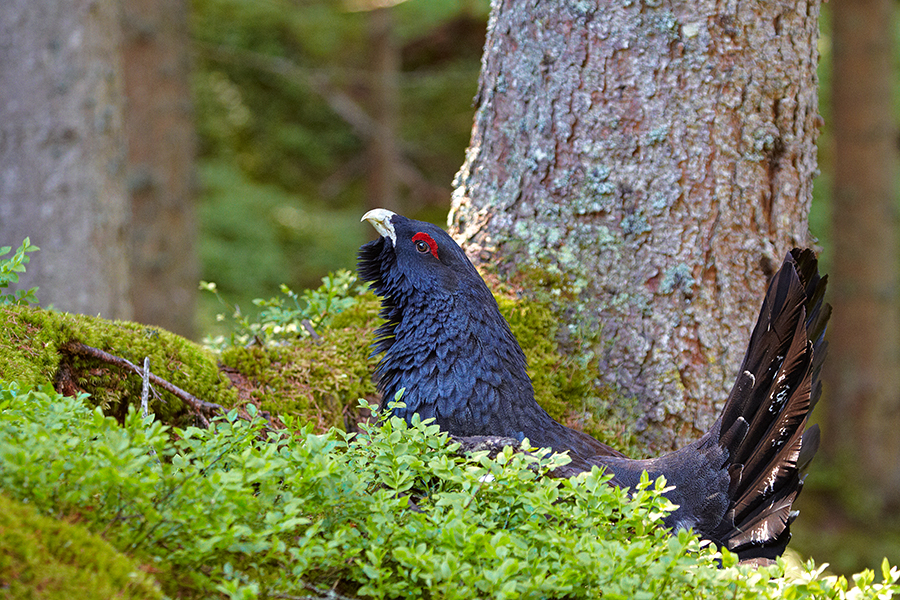 Auerhuhn (Tetrao urogallus)