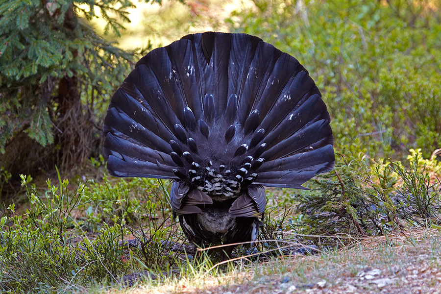 Auerhuhn (Tetrao urogallus)