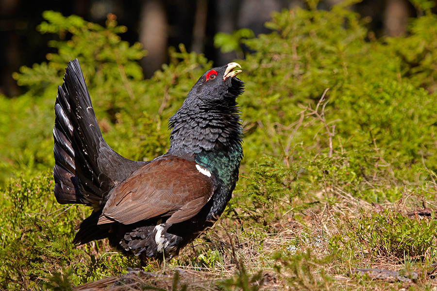 Auerhuhn (Tetrao urogallus)