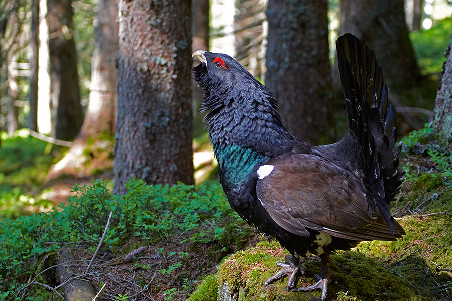 Auerhuhn (Tetrao urogallus)