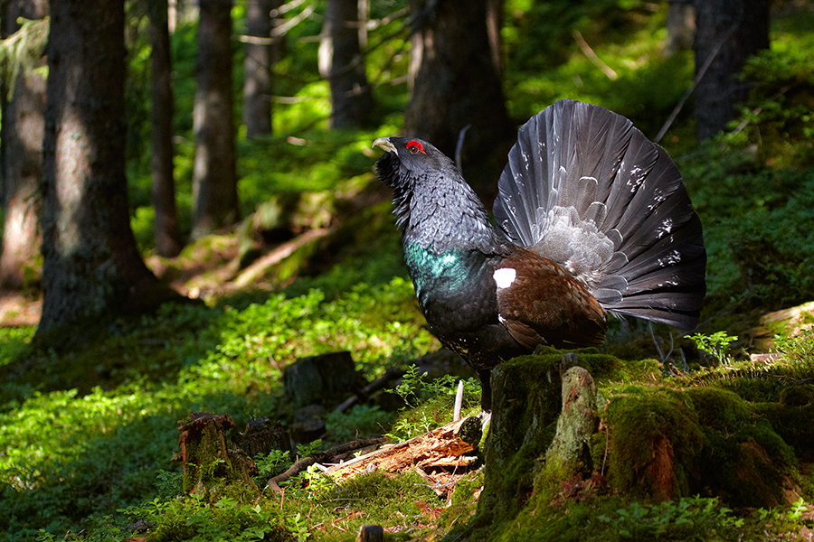 Auerhuhn (Tetrao urogallus)