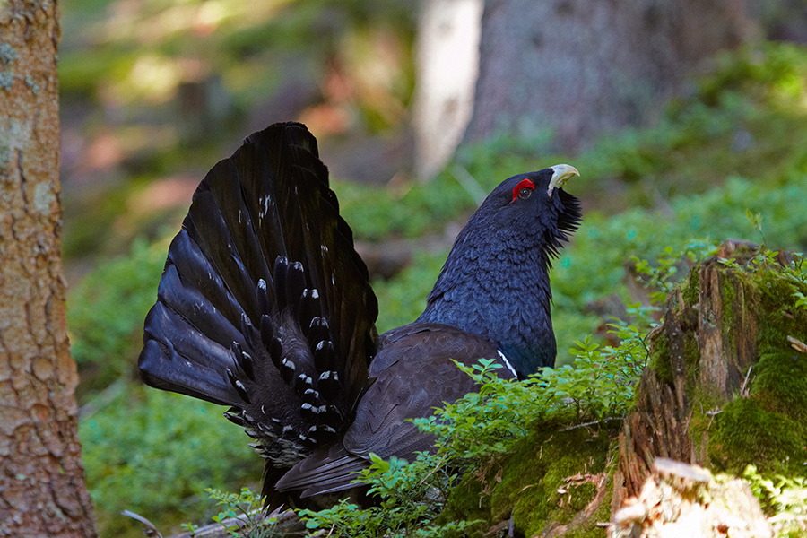 Auerhuhn (Tetrao urogallus)