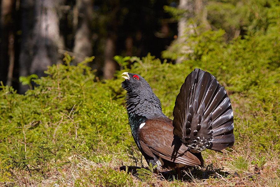 Auerhuhn (Tetrao urogallus)