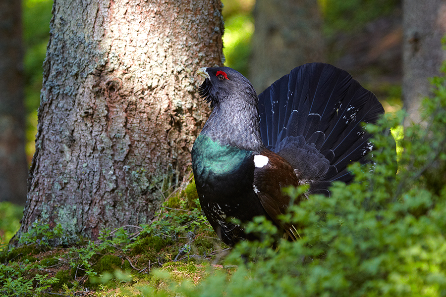 Auerhuhn (Tetrao urogallus)