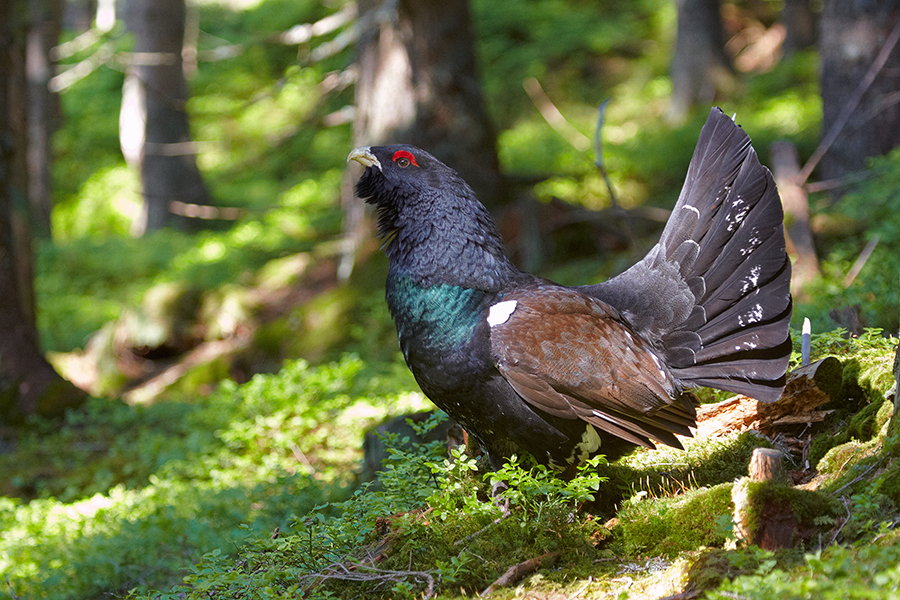 Auerhuhn (Tetrao urogallus)