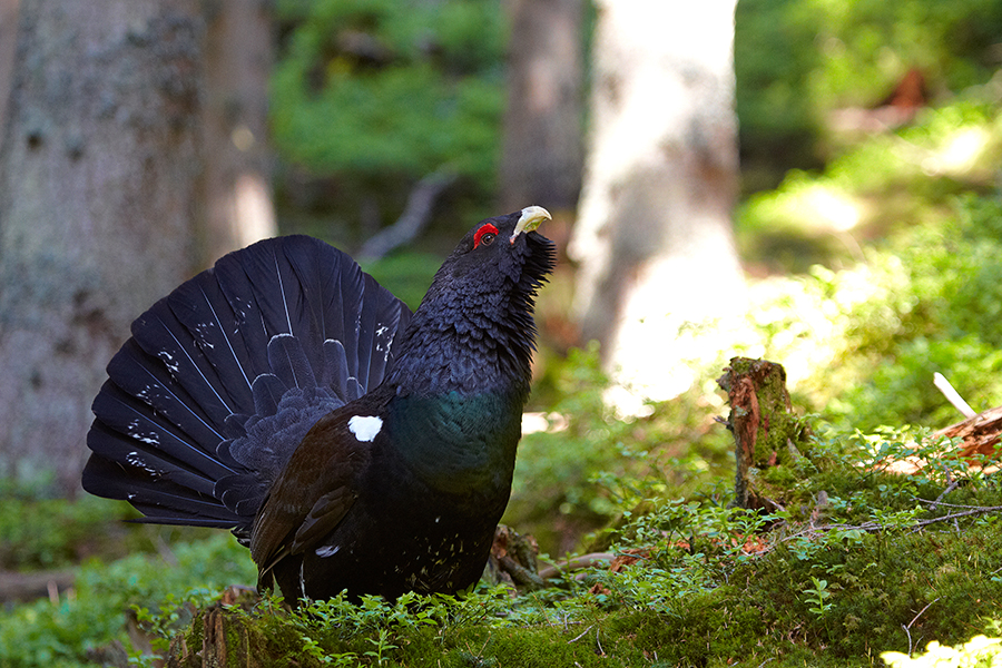 Auerhuhn (Tetrao urogallus)