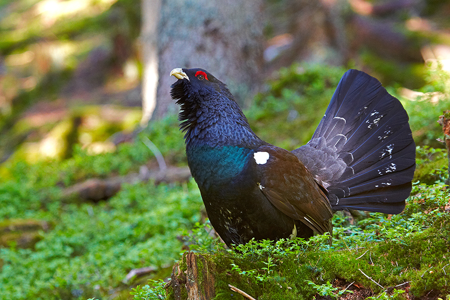 Auerhuhn (Tetrao urogallus)