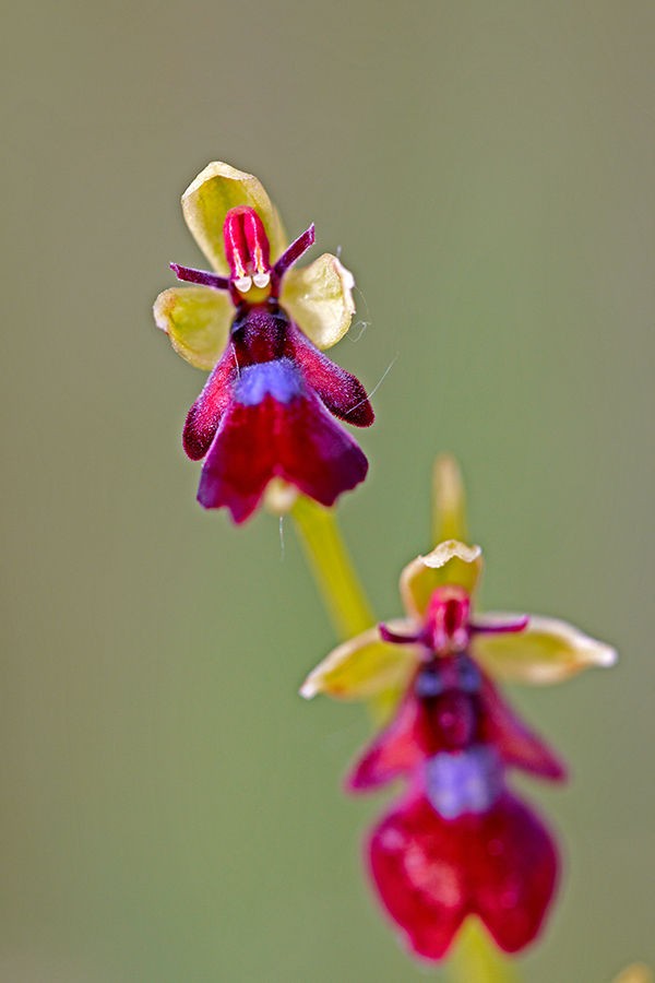 Fliegen-Ragwurz (Ophrys insectifera)