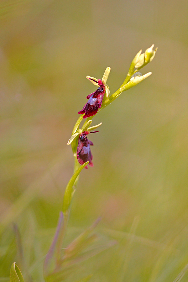 Fliegen-Ragwurz (Ophrys insectifera)