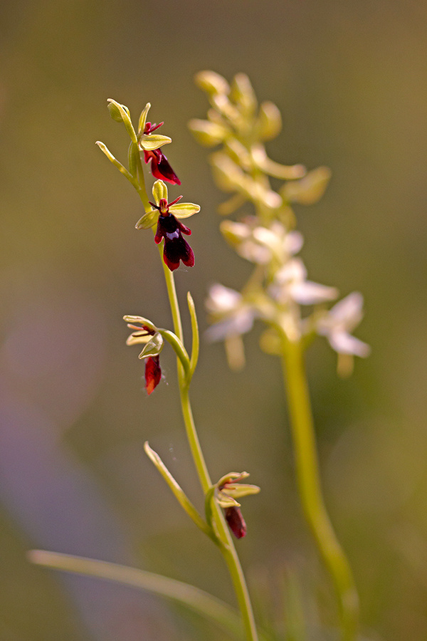 Fliegen-Ragwurz (Ophrys insectifera)