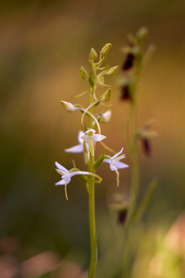 ZweiblÃ¤ttrige Waldhyazinthe (Platanthera bifolia)