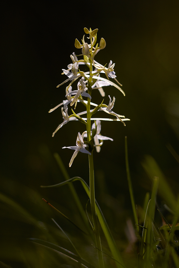 ZweiblÃ¤ttrige Waldhyazinthe (Platanthera bifolia)