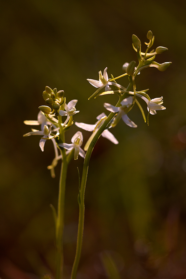 ZweiblÃ¤ttrige Waldhyazinthe (Platanthera bifolia)