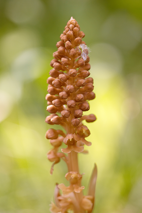 Vogel-Nestwurz (Neottia nidus-avis)