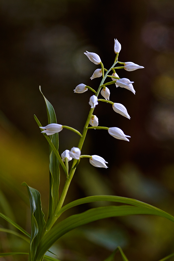 LangblÃ¤ttriges WaldvÃ¶glein oder SchwertblÃ¤ttriges WaldvÃ¶glein (Cephalanthera longifolia) 