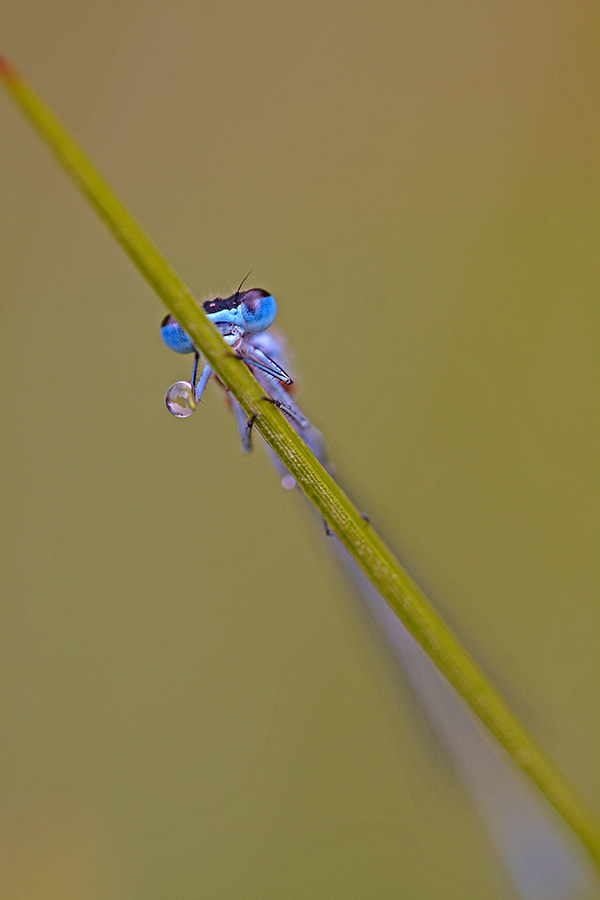 Hufeisen-Azurjungfer (Coenagrion puella)