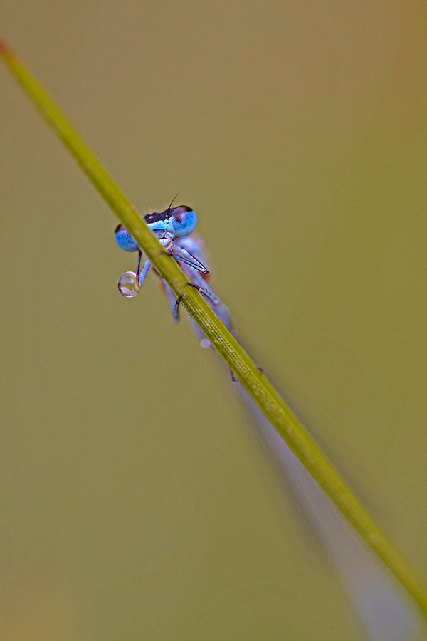 Hufeisen-Azurjungfer (Coenagrion puella)