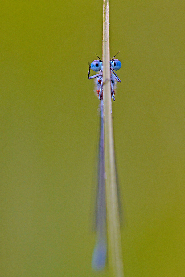 Hufeisen-Azurjungfer (Coenagrion puella)