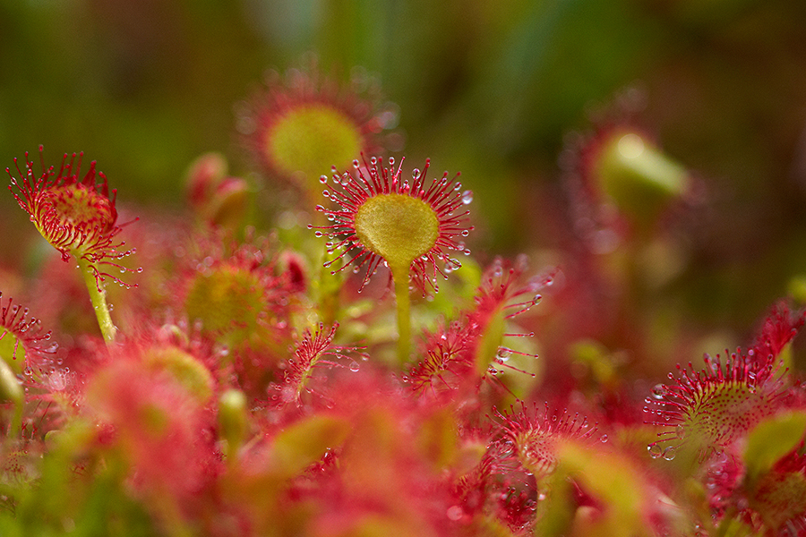 RundblÃ¤ttriger Sonnentau (Drosera rotundifolia),