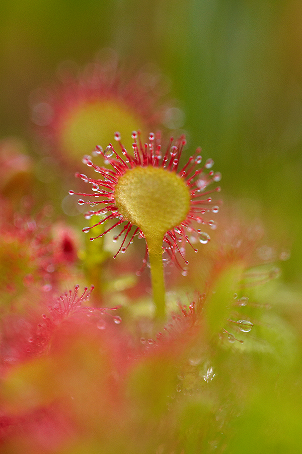 RundblÃ¤ttriger Sonnentau (Drosera rotundifolia),