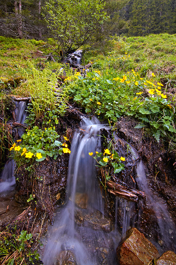 Sumpfdotterblume (Caltha palustris)