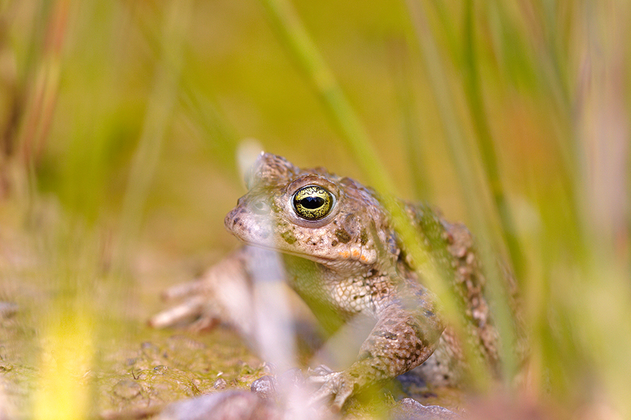 KreuzkrÃ¶te (Bufo calamita)