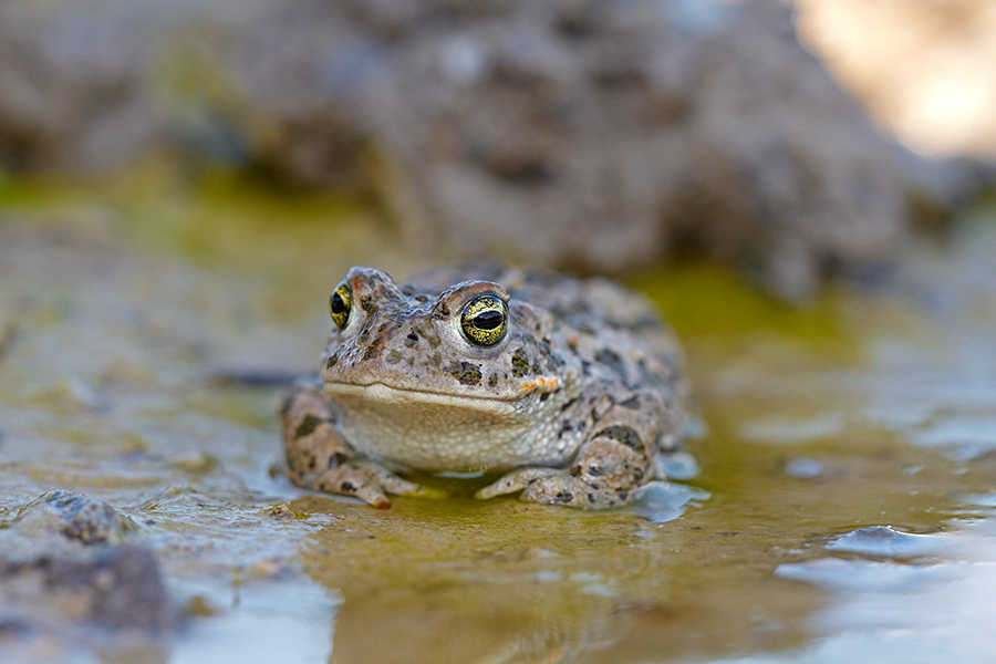 KreuzkrÃ¶te (Bufo calamita)