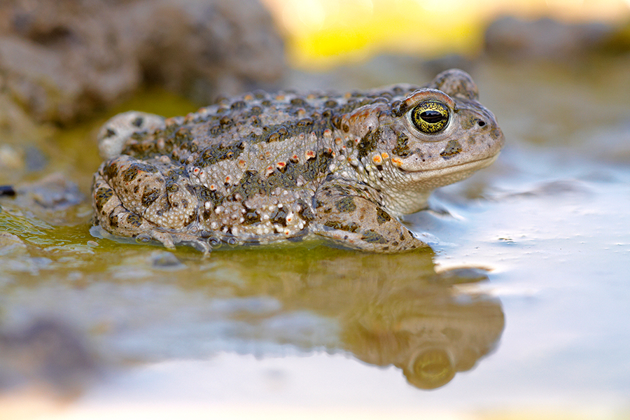 KreuzkrÃ¶te (Bufo calamita)