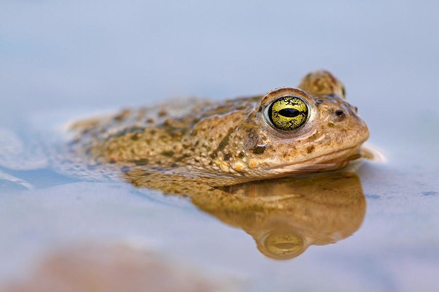 KreuzkrÃ¶te (Bufo calamita)