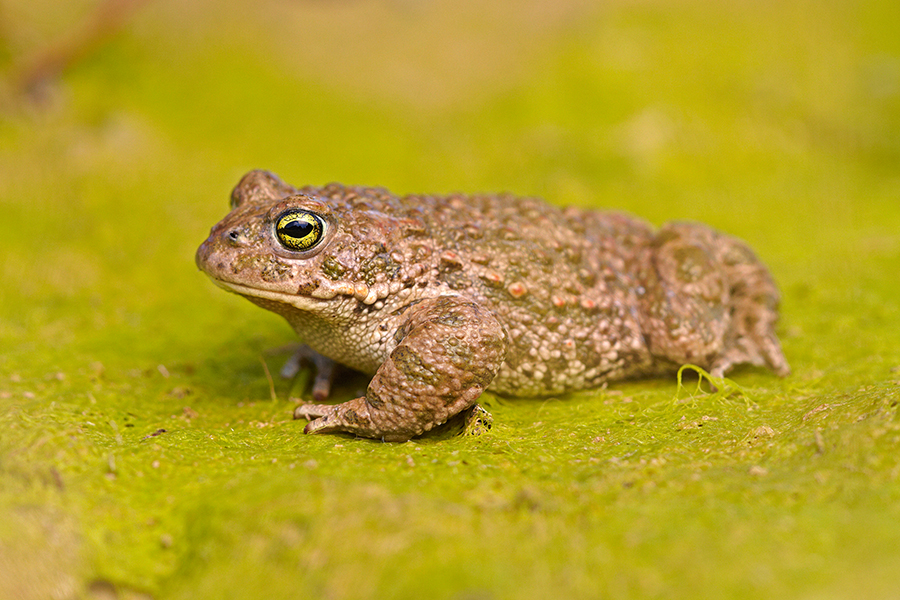 KreuzkrÃ¶te (Bufo calamita)