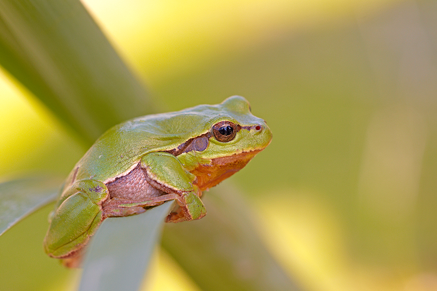 EuropÃ¤ischer Laubfrosch (Hyla arborea)