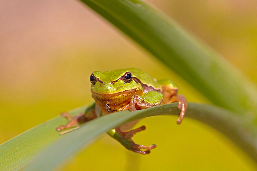 EuropÃ¤ischer Laubfrosch (Hyla arborea)