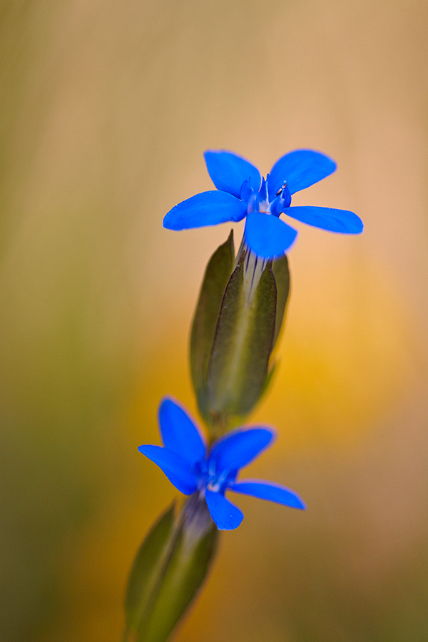 Schnee-Enzian (Gentiana nivalis)