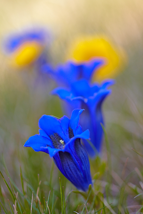 Alpen-Enzian (Gentiana alpina)