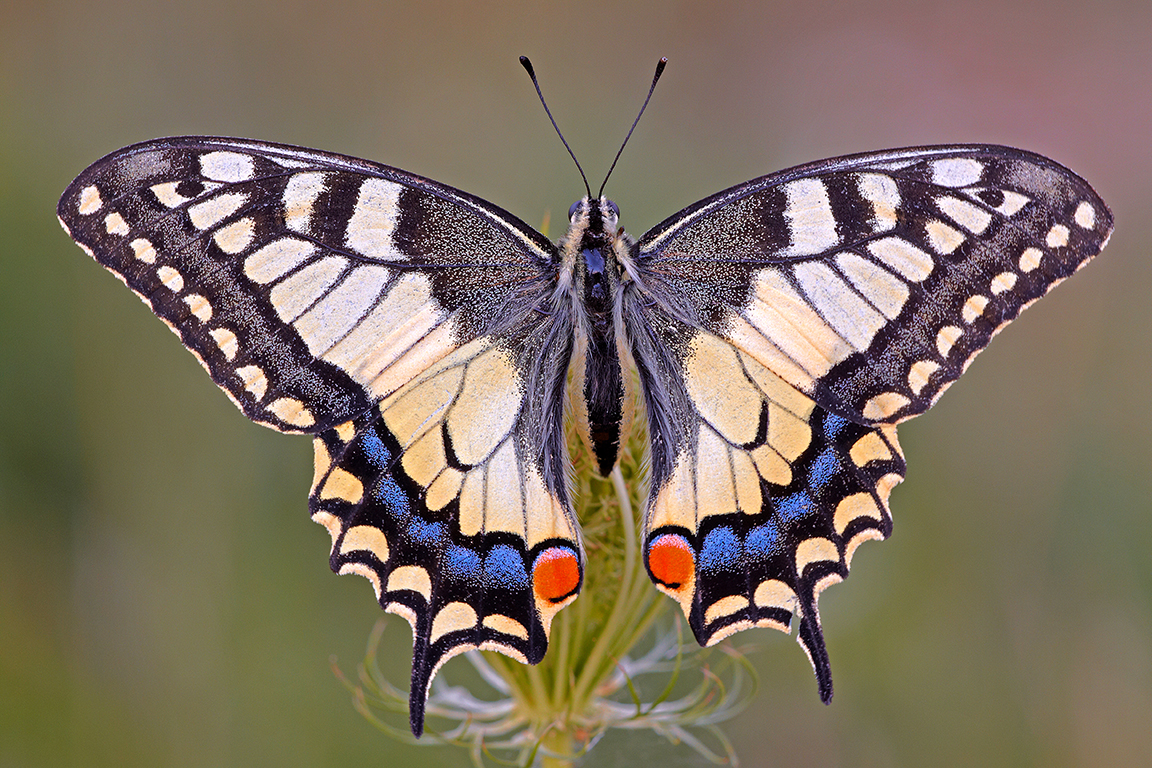 Schwalbenschwanz (Papilio machaon)