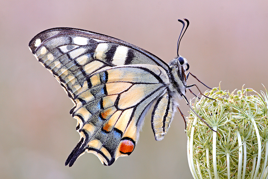 Schwalbenschwanz (Papilio machaon)